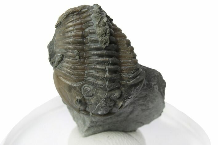 Flexicalymene Trilobite - Mt Orab, Ohio #248610